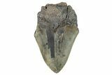 Partial Fossil Megalodon Tooth - South Carolina #277413-1